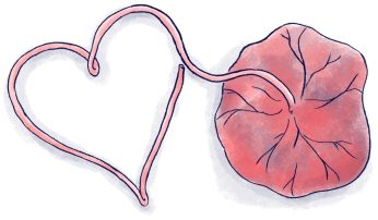 placenta-and-umbilical-cord-illustration-from-the-Mama-Natural-Week-by-Week-Guide-to-Pregnancy-Childbirth-1024x599
